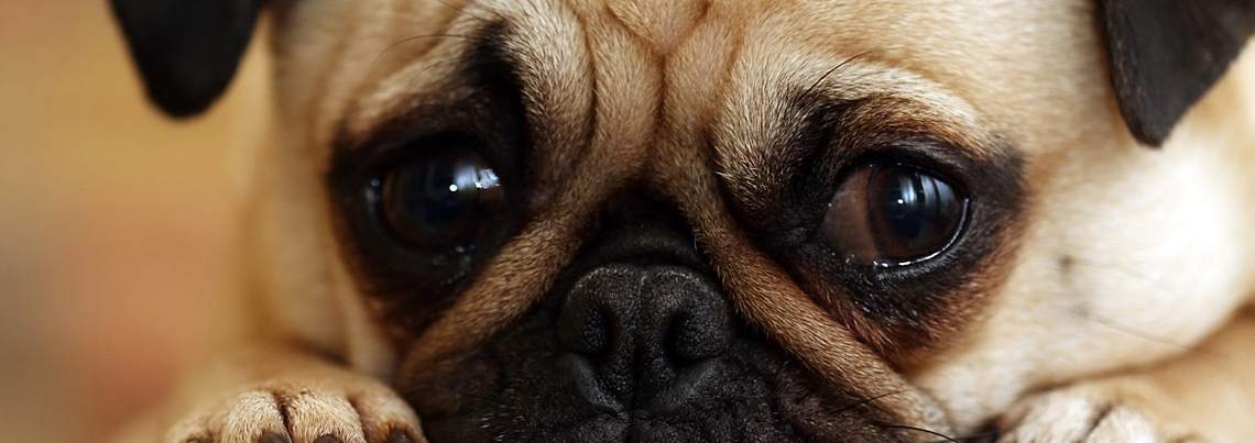 okulista dla zwierząt