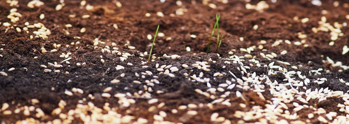 Producent nasion - Oliwier Zabawa