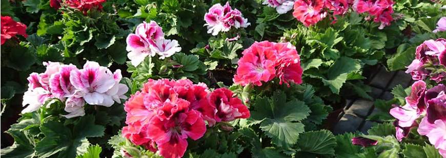 Sequoia Centrum Ogrodnicze