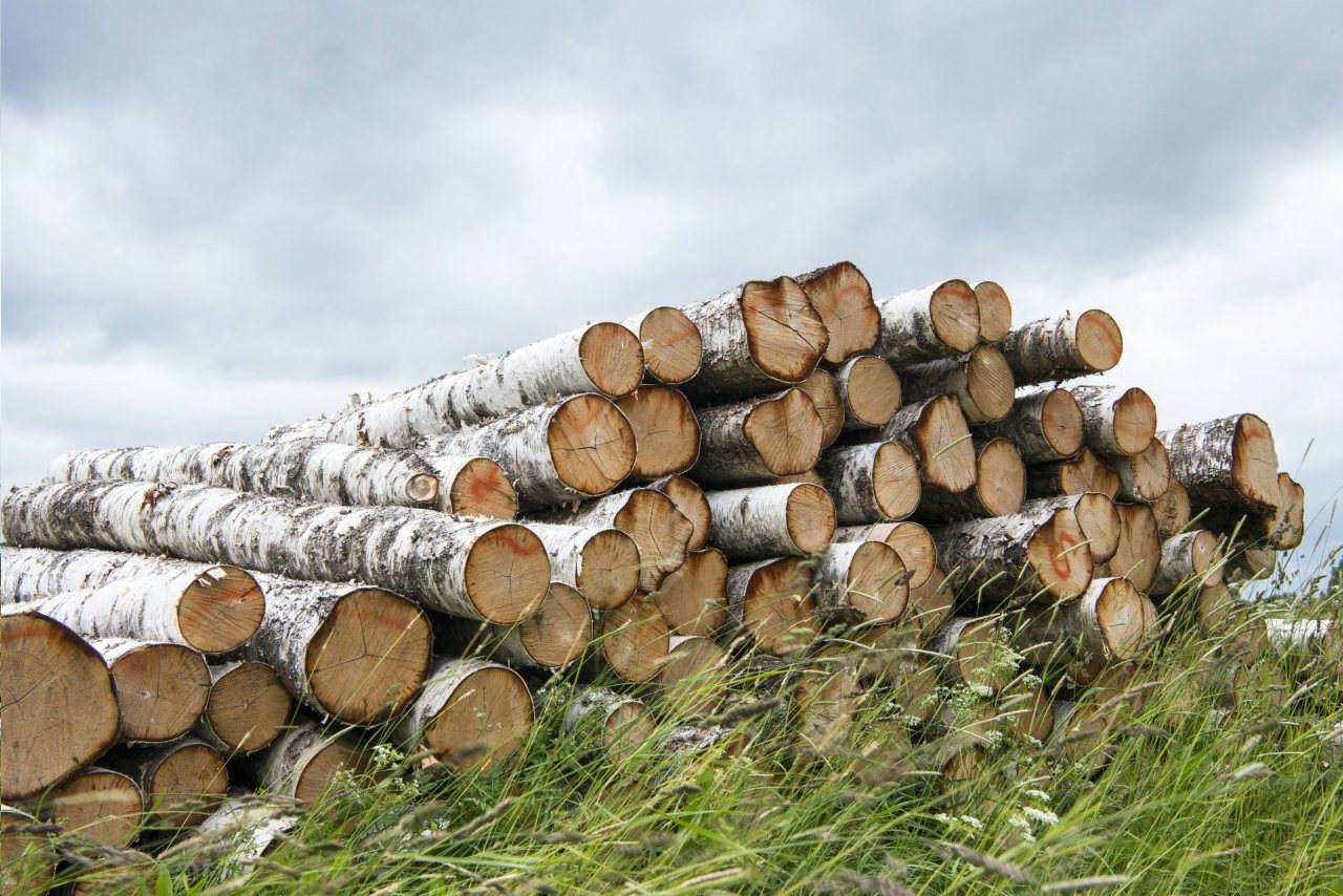 Pielęgnacja Zieleni Krzysztof Kreczmer usługi pilarza