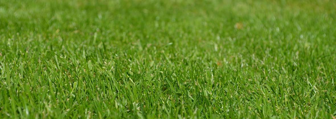 Clean Garden Serwis Rafał Ostrowski