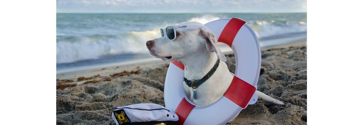 Gabinet Weterynaryjny Dermvet Alina Borkowska