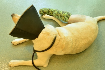 Chirurgia ortopedyczna zwierząt