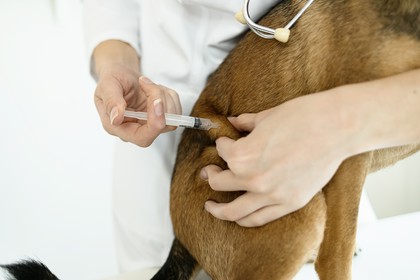 szczepienia zwierząt