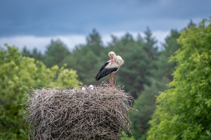 montaż platform pod gniazda bocianie