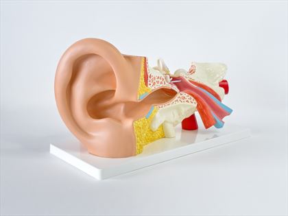 Auditory Brainstem Response
