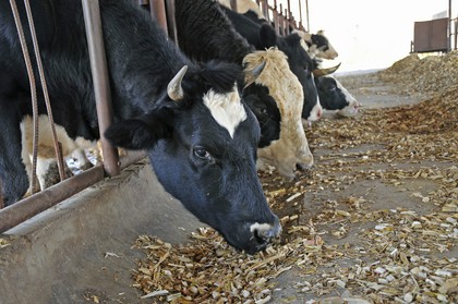pasza dla zwierząt hodowlanych