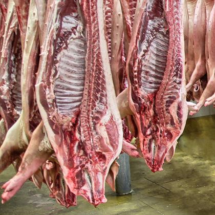 półtusze wieprzowe