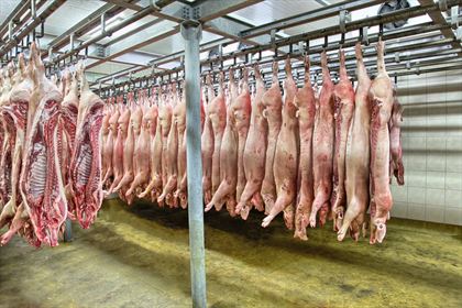 sprzedaż hurtowa mięsa