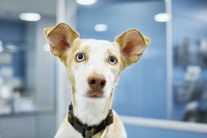 przychodnia weterynaryjna