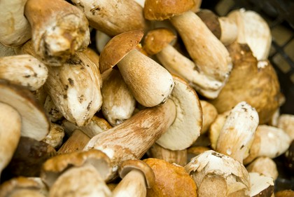 skup grzybów leśnych