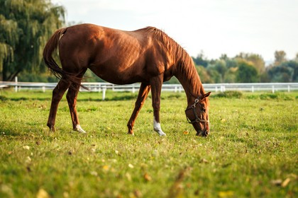 Preparaty na stawy dla koni