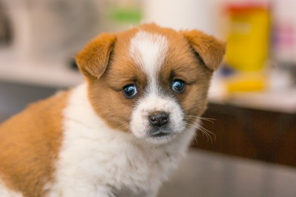 onkologia weterynaryjna