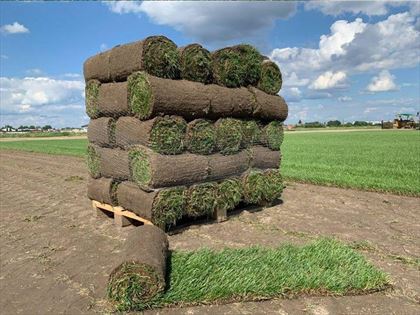 producent trawy z rolki