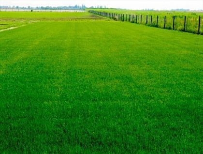 trawa rolowana na boisko