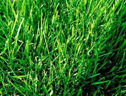 trawniki rolowane na autostrady