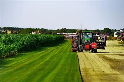 trawa produkowana na folii