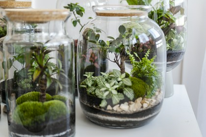 kompozycja kwiatów w szkle